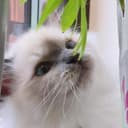 willi profile pic